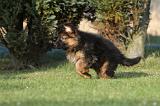 BERGER ALLEMAND 825